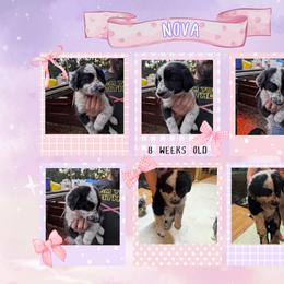 Australian Shepherd and Great Dane Puppies from AEW Farm