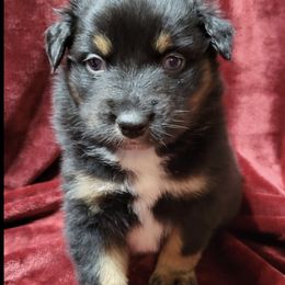 Australian Shepherd Puppies from 4V Aussies