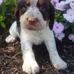 Copley - Tri-Roan male English Springer Spaniel puppy in Baltic, Ohio from Willow Brook Spaniels