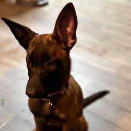 Anna - Fawn female Belgian Malinois puppy in Linwood, Michigan from Gillis Malinois LLC