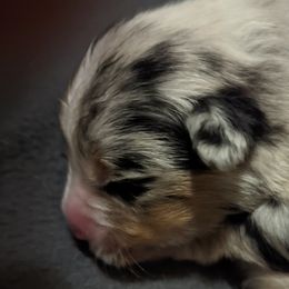 Girl 1 - Blue merle Australian Shepherd puppy in Rockford, Illinois from Andover Aussies