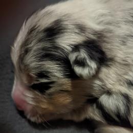 Girl 1 - Blue merle Australian Shepherd puppy in Rockford, Illinois from Andover Aussies