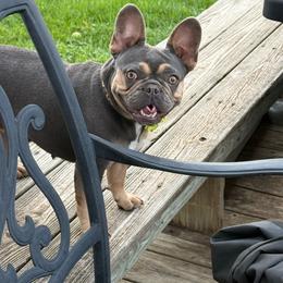 French Bulldog puppies from Bad to the Bone French Bullies