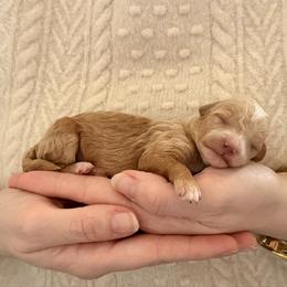 Girl 1 - Red female Cavapoo puppy in Kalamazoo, Michigan from Sleeping Bear Kennels