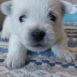 Blue Boy - White male West Highland White Terrier puppy in Macy, Indiana from Country Grove Breeding LLC
