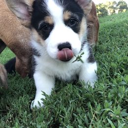 Pembroke Welsh Corgis from AK Acres