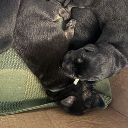 Girl 6 - female German Shepherd puppy in Rolesville, North Carolina from Ransomshire Shepherds