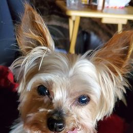 Yorkshire Terriers from www.sweetyorkiepuppies.quest