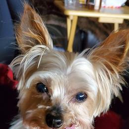 Yorkshire Terriers from www.sweetyorkiepuppies.quest