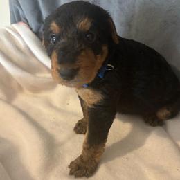 Goose - Black and tan male Airedale Terrier puppy in Huntersville, North Carolina from Cool Hand Luke Kennels