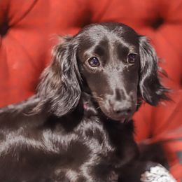 Willow - Dachshund