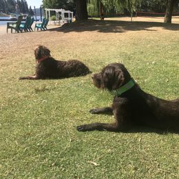 Pudelpointer All Grown Up from Happy Valley Gun Dogs