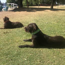 Pudelpointer All Grown Up from Happy Valley Gun Dogs