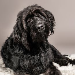 Minta May - Labradoodle