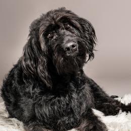Minta May - Labradoodle
