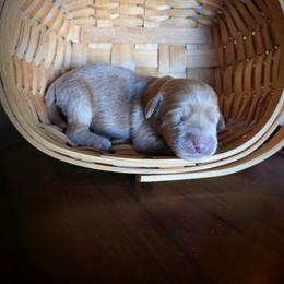 Jupiter - Cream male Labradoodle puppy in Genoa City, Wisconsin from Sakura Pups