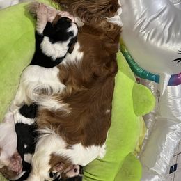 Cavalier King Charles Spaniel Puppies from Cynthia's Cavaliers