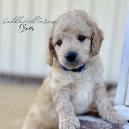 Oliver 1725 - Apricot male Goldendoodle puppy in Rienzi, Mississippi from Saddle Hill Farms
