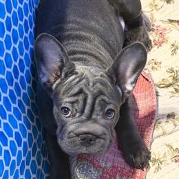 Waverly Hills Sanatorium - Blue female French Bulldog puppy in Deer Park, Texas from Lots of Ropes French Bulldogs