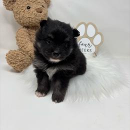 Snicker - Black and tan parti male Pomeranian puppy in Concord, California from Eelan’s Poms
