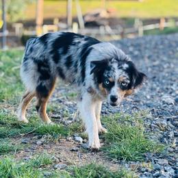 Rock - Toy Australian Shepherd