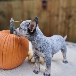 Australian Cattle Dog Puppies from North Woods ACD’s