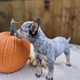 Australian Cattle Dog Puppies from North Woods ACD’s