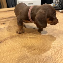 Dachshund Puppies from Broken Diamond J Farms