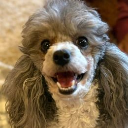 Poodles from SmoknCedar Toy Poodles