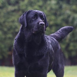 Fonzie - Labrador Retriever