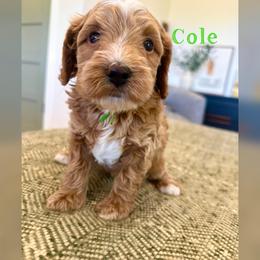 Cole - Red  male Goldendoodle puppy in Glendale, Arizona from Follow Your Bliss Doodles
