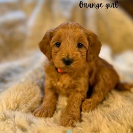 Orange girl - Red  female Goldendoodle puppy in Valdese, North Carolina from Doodling All Day Goldendoodles