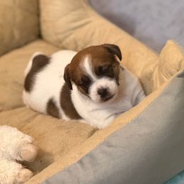Sarge - White and tan male Russell Terrier puppy in Oklahoma from Elite Russell Terriers