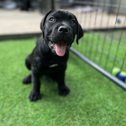 Cane Corso and Lowchen Puppies from High Royal Kennel