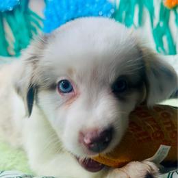 Madison - Blue merle female Miniature Australian Shepherd puppy in Wauchula, Florida from Sun & Moon Aussies