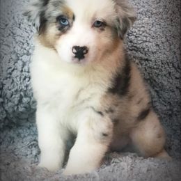Australian Shepherd Puppies from Cahaba Australian Shepherds