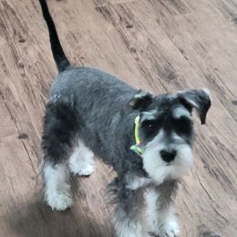 MuMu - Miniature Schnauzer