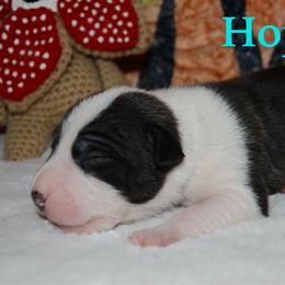 Hopper - male Alapaha Blue Blood Bulldog puppy in Walbridge, Ohio from United Alapaha Bulldogs