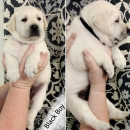 Boy 4 - Labrador Retriever puppy in Texas from Lady D Labradors