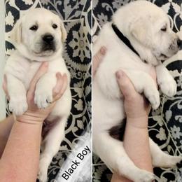Boy 4 - Labrador Retriever puppy in Texas from Lady D Labradors