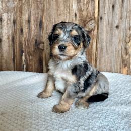 Tat - Blue merle female Bernedoodle puppy in Savannah, Missouri from Rose Creek Mini Aussies and doodles