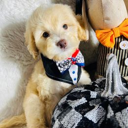 Lucas - Champagne male Maltipoo puppy in Sugar Land, Texas from Celebrity Maltipoos