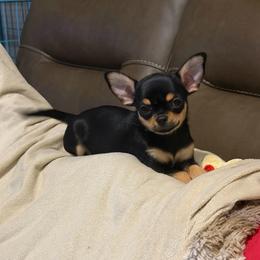 Dream - Chihuahua