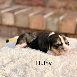 Ruthy - Black tan and white female Beagle puppy in Mansfield, Missouri from Rippee Creek Kennel