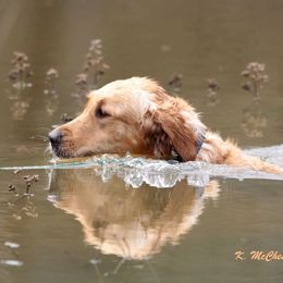Golden Retrievers from Goldenloch Kennel