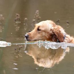 Golden Retrievers from Goldenloch Kennel