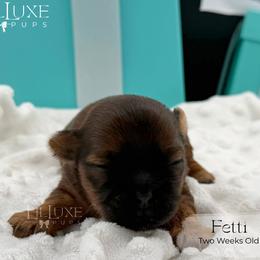 Fetti - Red female Shorkie puppy in Scottsdale, Arizona from Lil Luxe Pups