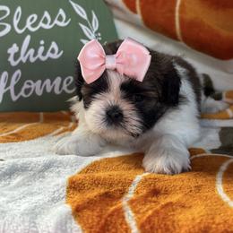 Reese - Red and white female Shih Tzu puppy in Sharon, Pennsylvania from Keystone Danes and Shih tzus