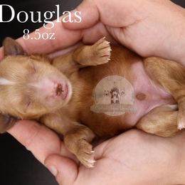 Douglas - Red  male Goldendoodle puppy in Comanche, Texas from Central Texas Doodles, LLC.