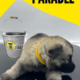 German Shepherd Puppies from Devon Rugerio's German Shepherds